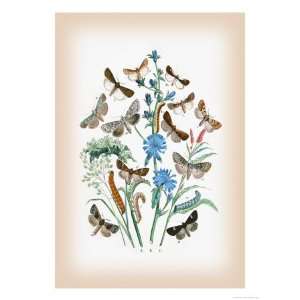  Moths Agrotis Segetum, Mamestra Persicarice Giclee Poster 