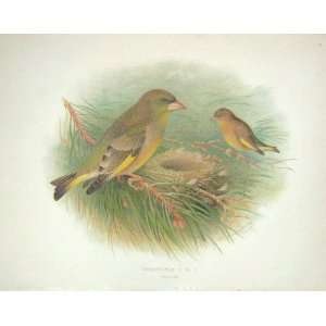   Gronvold Colour Print Lesser Redpoll Birds Ornithology
