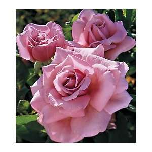  Memorial Day Hybrid Tea Rose Patio, Lawn & Garden