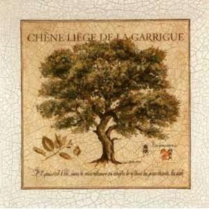  Chene Liege De La Garrigue by Pascal Cessou 6x6 Health 