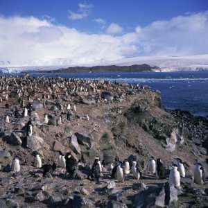  Chinstrap Penguins in a Rookery on Livingstone Island in 
