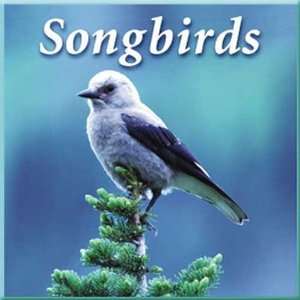  Songbirds CD   songs of our forest friends recorded in the 