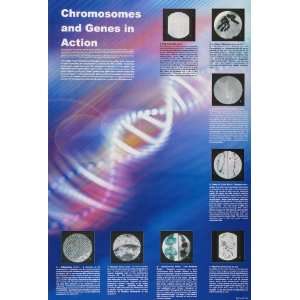 American Educational JPT T81 Chromosomes and Genes Poster  