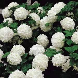  1 Common Snowball 6 12 inch Foot Bush potted Patio, Lawn 
