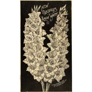   Gladiolus Snow White Flowers Sword Lily Art   Original Halftone Print