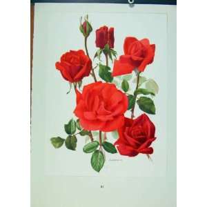  Plate 37 Soraya Roses Old Print Bois & Trechslin C1962 