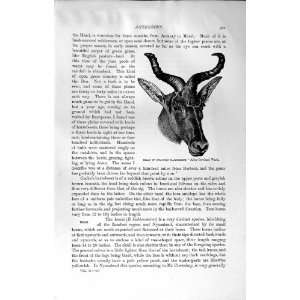  NATURAL HISTORY 1894 SWAYNE HARTEBEEST HUNTER ANIMAL