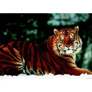 Siberian Tiger Snow Wildilfe PAPER POSTER measures 34 x 24 inches (86 
