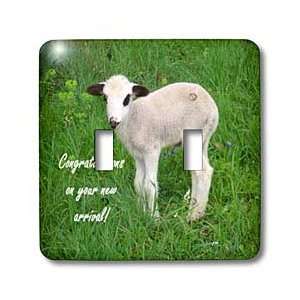 Sheep   New Arrival   animal, ewe, love, fun, lovecute, lamb, lambs 