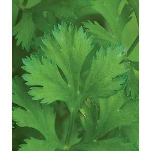  Herb, Coriander/Cilantro Organic 1 Pkt. (150 seeds) Patio 