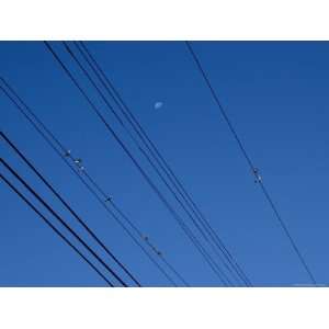  Birds on a Power Line with Moon in Background, Groton 