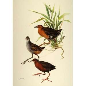  1984 Print Bandbellied Crake Rails Birds J.F. Lansdowne 