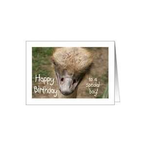  Birthday Ostrich Boy Card Toys & Games