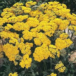  Yarrow Moonshine Patio, Lawn & Garden