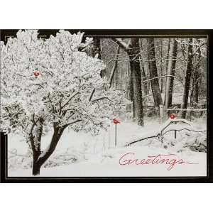  Cardinals in the Snow   100 Cards