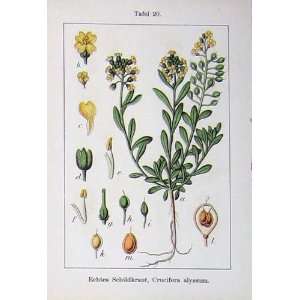  Flowers Sturms 1902 Crucifera Alyssum Saxatilis Colour 