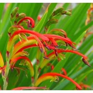   African Cornflag 2 Bulbs   Chasmanthe Saturnus Patio, Lawn & Garden