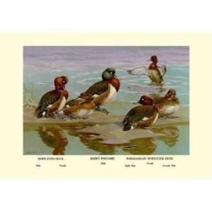  Exclusive By Buyenlarge White Eyed Ducks 12x18 Giclee on 