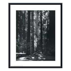   Redwoods, Founders Grove   Artist Ansel Adams  Poster Size 22 X 18