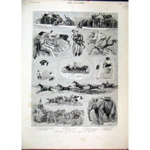  Barnum Show Olympia Elephant 1889 Camel Race Anaconda 