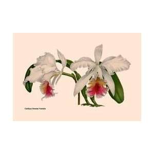  Orchid Cattleya Mossia Vestalis 24x36 Giclee