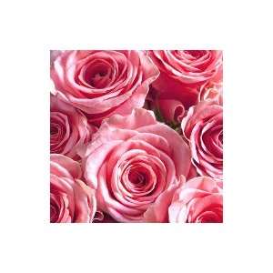 Bulk Roses  Pink  250  15 inches Grocery & Gourmet Food