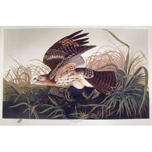  Red Shouldered Hawk by M. Bernard Loates