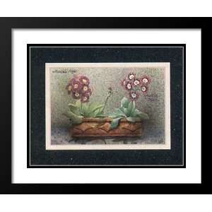  and Double Matted Art 25x29 Argus Valerie Auriculas