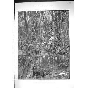  1889 Elk Sambhur Deer Hunting Ceylon Sport Man Cutting 