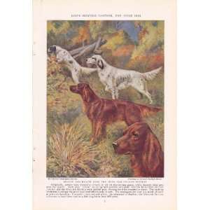  1937 Irish Red Setter English Setter Hunting Dogs Edward 