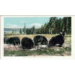 Reprint Yellowstone National Park WY   Bears In the Yellowstone 