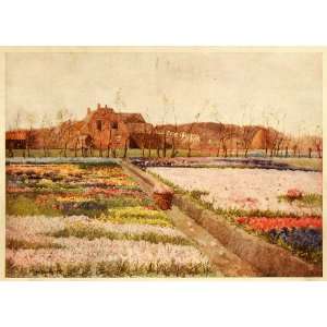  1913 Print Hyacinth Flower Garden Holland Floral Landscape 