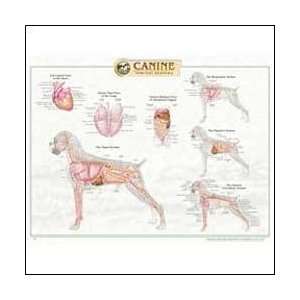  Canine Internal Anatomy Chart Plastic Health & Personal 