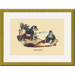  Gold Framed/Matted Print 17x23, Mandril