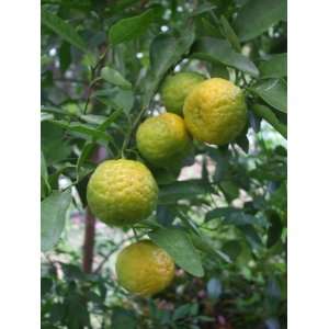   Seeds Rare Nasnaran Mandarin Citrus Limau Patio, Lawn & Garden