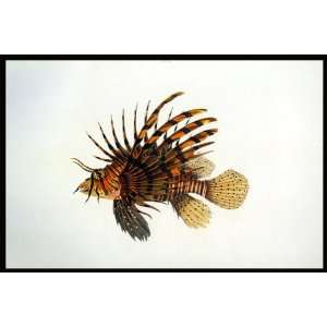 Lionfish John Whitchurch Bennet 1830 Lithograph Poster 18x24 Reprint 