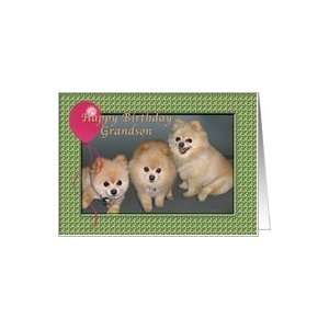  Grandson Birthday Card with Three Pomeranians Card Toys 