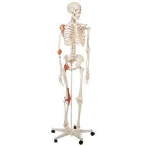 3B Scientific A12 Plastic Human Ligament Skeleton Model Leo, On 5 