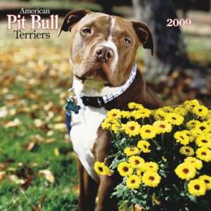  American Pit Bull Terriers 2009 Wall Calendar 12 X 12 