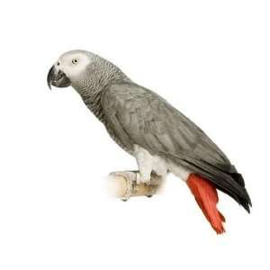 African Grey Parrot   Psittacus Erithacus   Peel and Stick Wall Decal 
