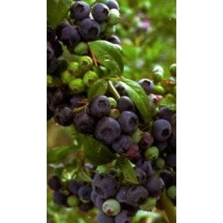  Tifblue Blueberry (Vaccinium ashei Tifblue) Patio, Lawn 