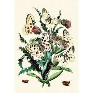  Paper poster printed on 12 x 18 stock. Butterflies P. Apollo 