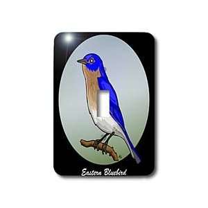  Mark Grace GRACEVISIONS Birds   BIRDS eastern bluebird 2 