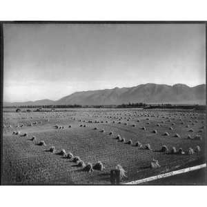  Harvest time,Flathead Valley,Northwestern Montana,MT,c1907 