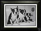 Cute Boston Terrier Bathtub Photo of Boston Terriers  