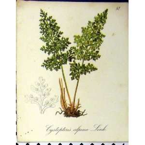  Cystopteris Alpina Link Alpine Plants Seboth 1879 Print 