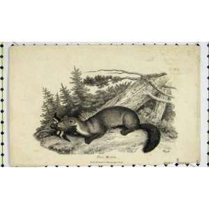   Natural History Engraving 1808 Pine Martin Mamal Print