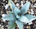 agave plant blue  