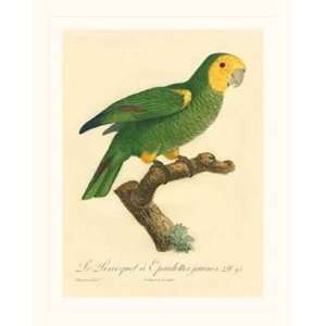  Barraband Parrot, PL 98 by Jacques Barraband 19x25 