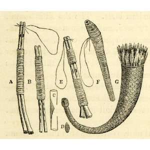   Native Musical Instrument Bone Flute Brazil Tool   Original Engraving